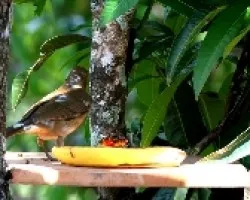 Turdus grayi