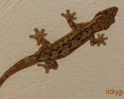 gueko