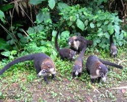 pizote