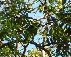 nuca amarilla