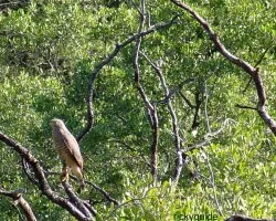 Buteo magnirostris