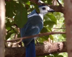 urraca