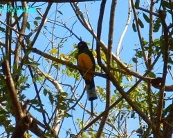 trogon