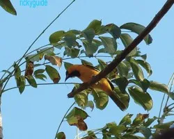 oriole