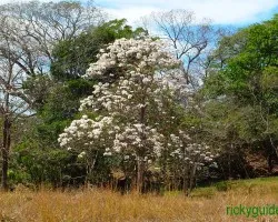 Roble de sabana
