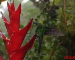 chupaflor