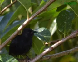 Pinzón de Cocos 