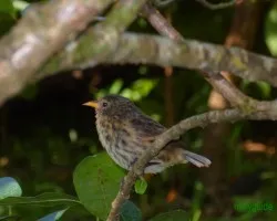 hembra o juvenil