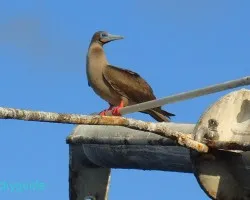 Patas rosadas