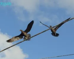 sulula sp.