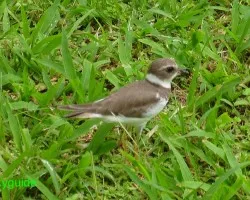 charadius wilsonia