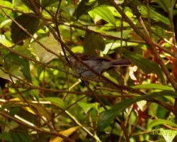 Nesotriccus ridgwayi
