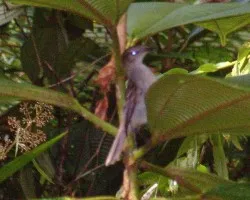 Nesotriccus ridgwayi