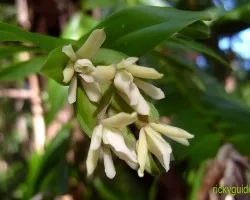 orquidea de Cocos