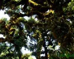 Bosque Unico