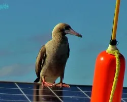 sula