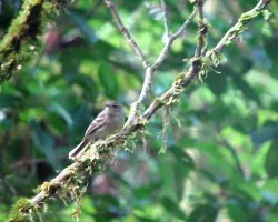 Nesotriccus ridgwayi