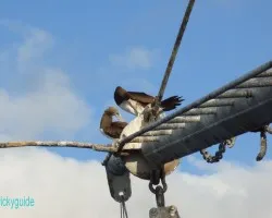 brown booby
