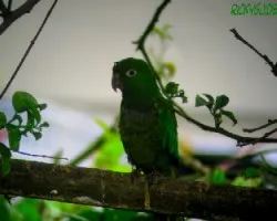 Aratinga nana