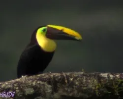 Ramphastos ambiguus