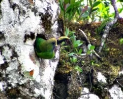 Aulacorhynchus prasinus