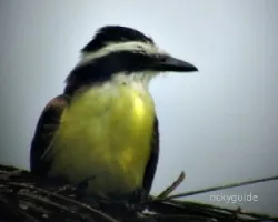 pecho amarillo