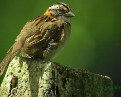 Zonotrichia capensis