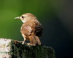 plain wren