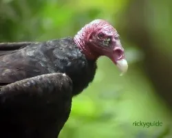 Turkey voulture
