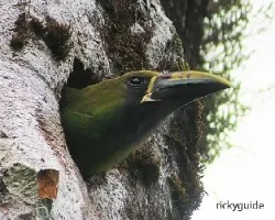 Aulacorhynchus prasinus