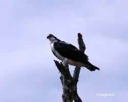 Pesacadora