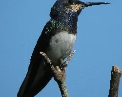 white necked jacobin