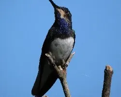 white necked jacobin