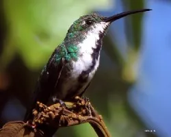 Green brested mango