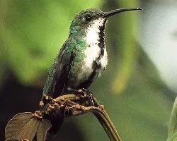green brested mango
