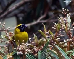 Black facede grosbeak