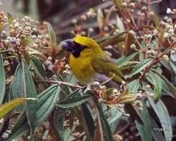 Black faced grosbeak