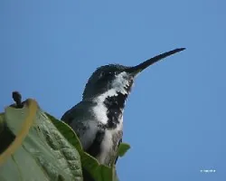 manguita