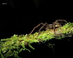 aranita