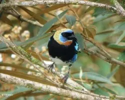 Golden hoded tanager