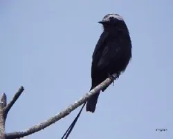 Long tailed tyrant