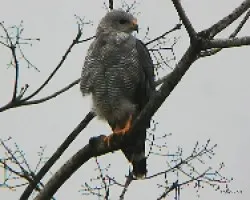 gray hawk