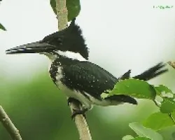 Amazon king frisher