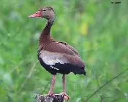 black bellied wisteling duck