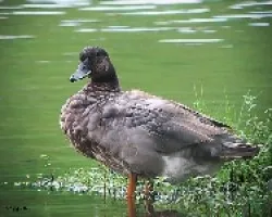 pato