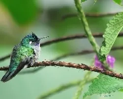 violet headed hummingbird