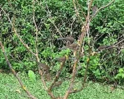Ortalis cinereiceps