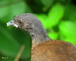 Ortalis cinereiceps