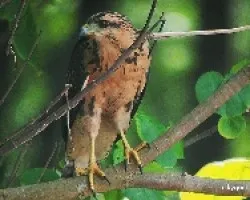bebe cangrejero
