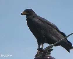 mama cangrejera